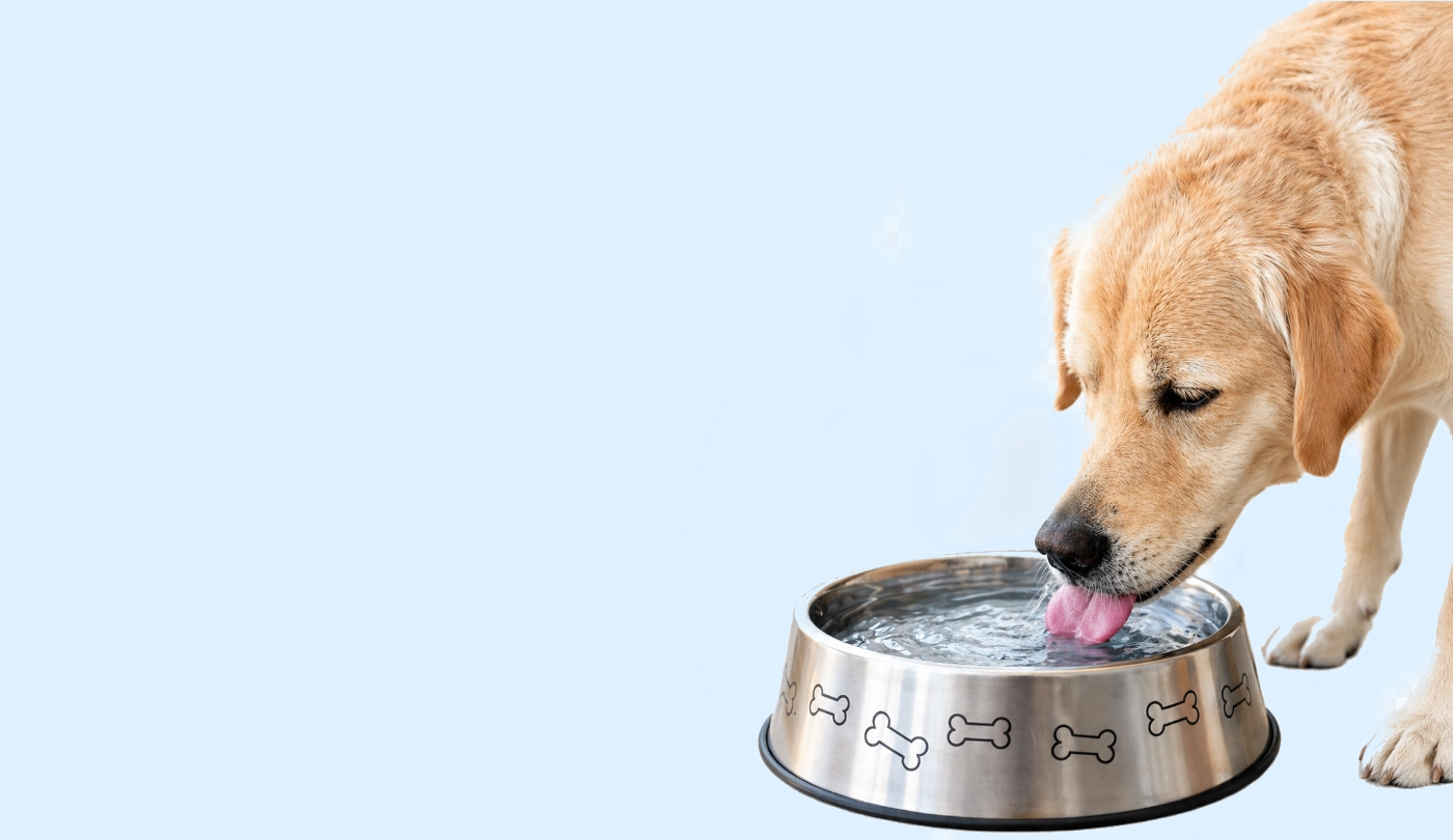 Clean Water for Everyday Living